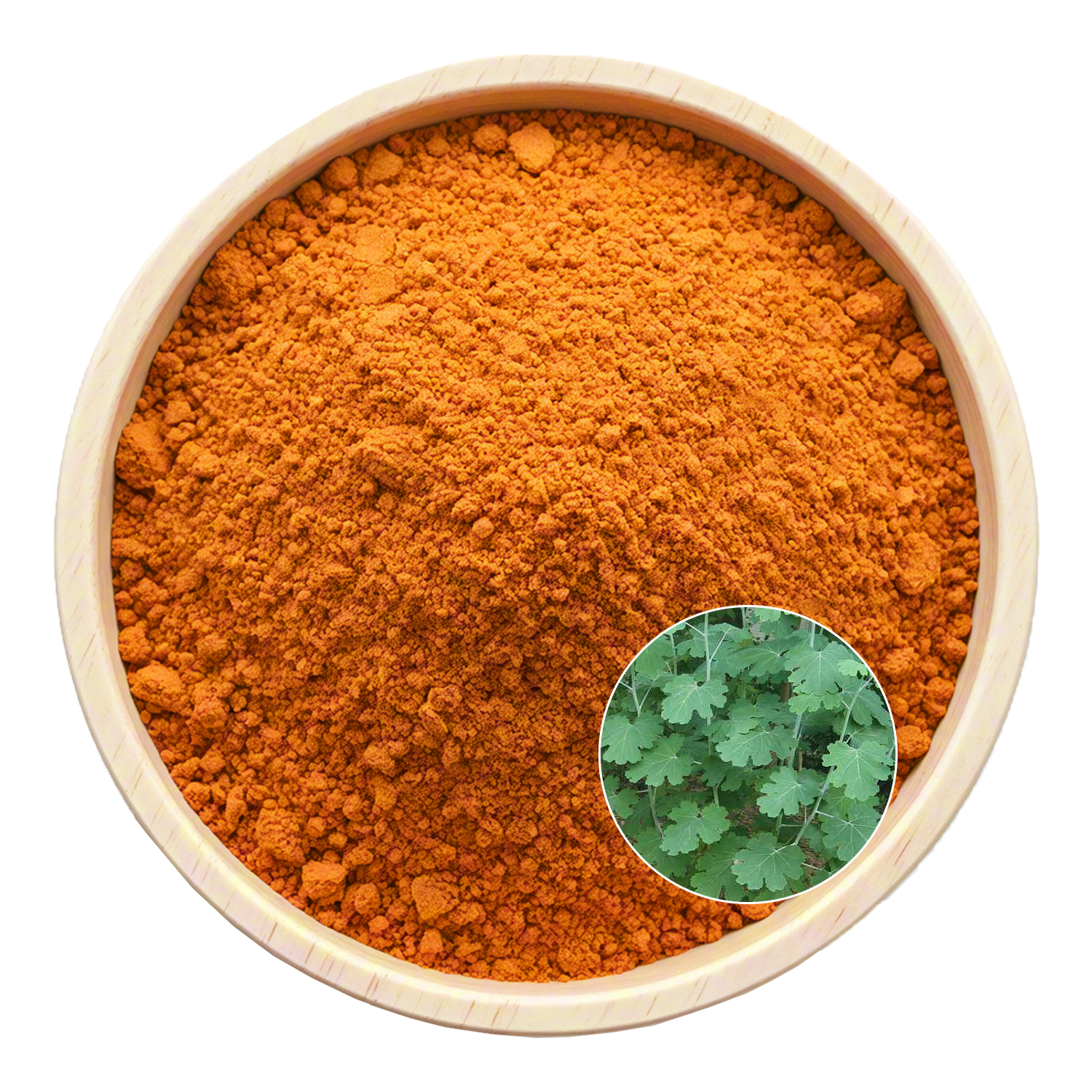 Macleaya cordata extract